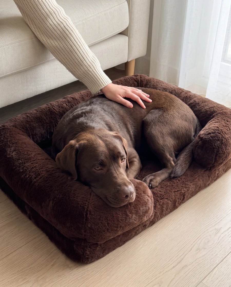 A dog being stroked while resting in the Brown Pawzie Lounge bolstered dog bed