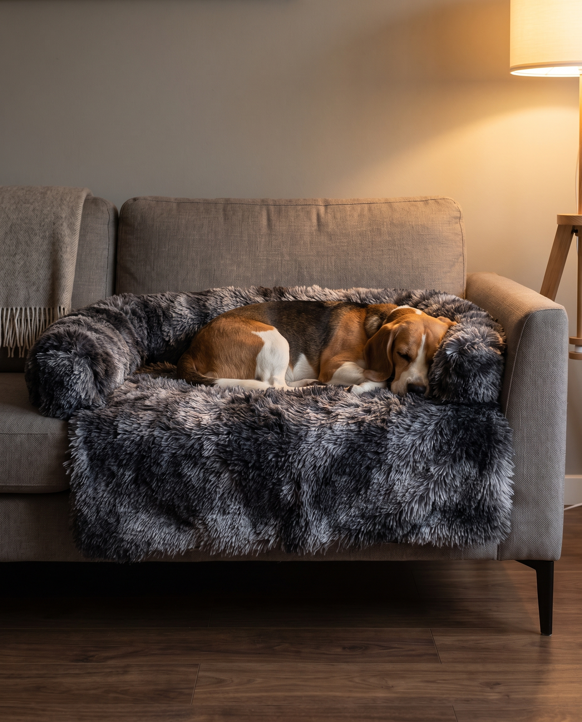 A Beagle asleep on the Pawzie Drape in Charcoal on a warm gray sofa, lit by a floor lamp