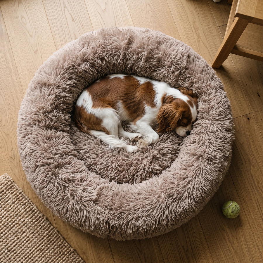 A Cavalier King Charles Spaniel curled up in the Mocha Pawzie Halo donut bed