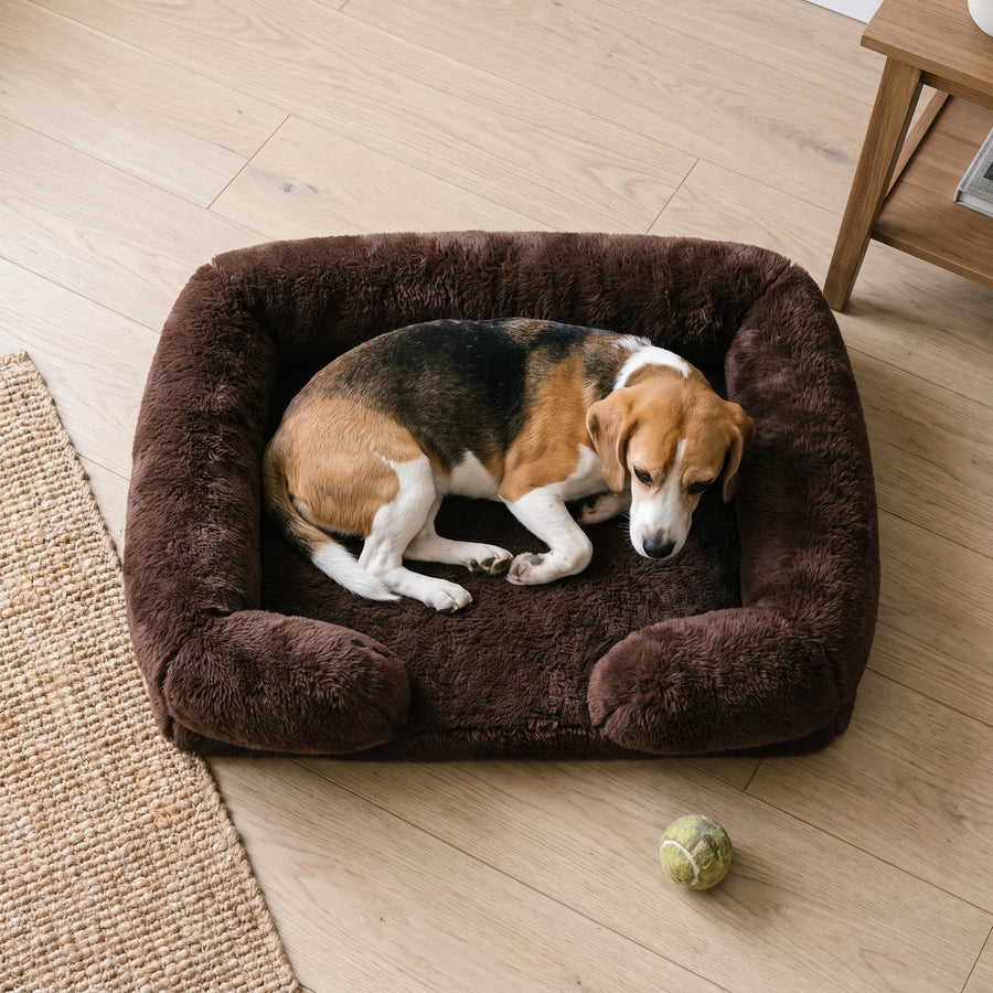 A Beagle curled up in the Brown Pawzie Lounge bolstered dog bed on a wooden floor